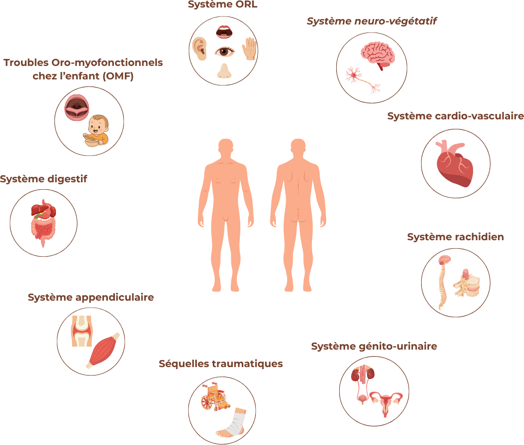 Schéma des systèmes du corps sur lesquels l'ostéopathie peut agir : ORL, neuro-végétatif, cardio-vasculaire, rachidien, génito-urinaire, digestif, appendiculaire, troubles oro-myofonctionnels de l'enfant et séquelles traumatiques.